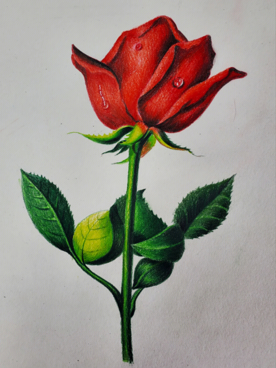 彩铅画玫瑰立体图片