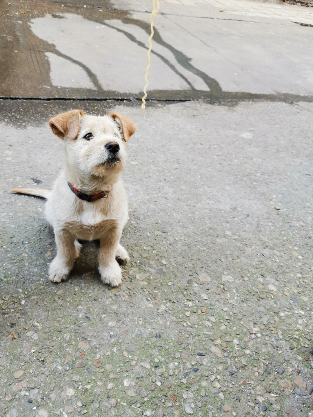 月熊是什么品种图片