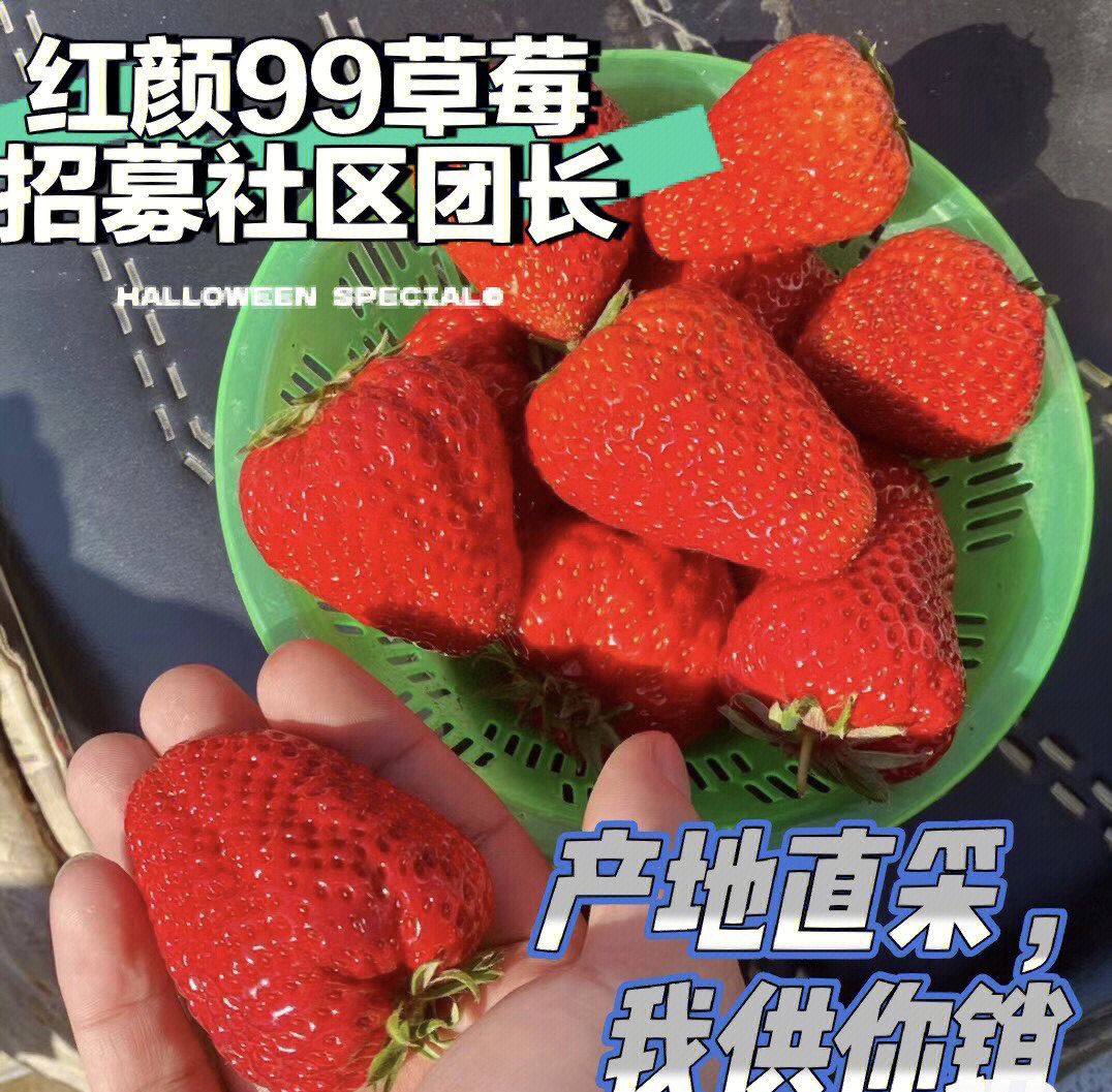 红颜99草莓季到啦来自北纬39度黄金产地