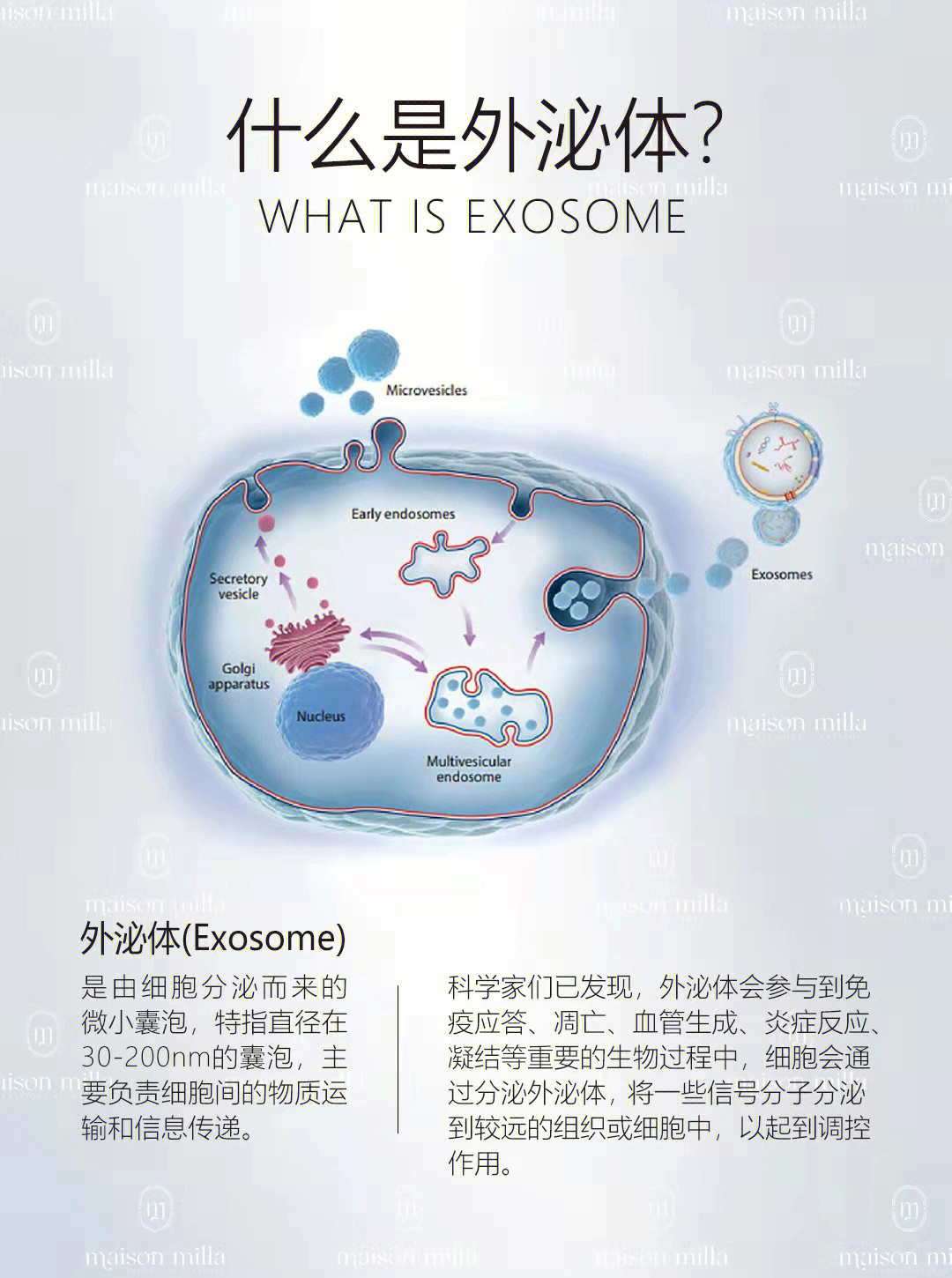 外泌体示意图图片