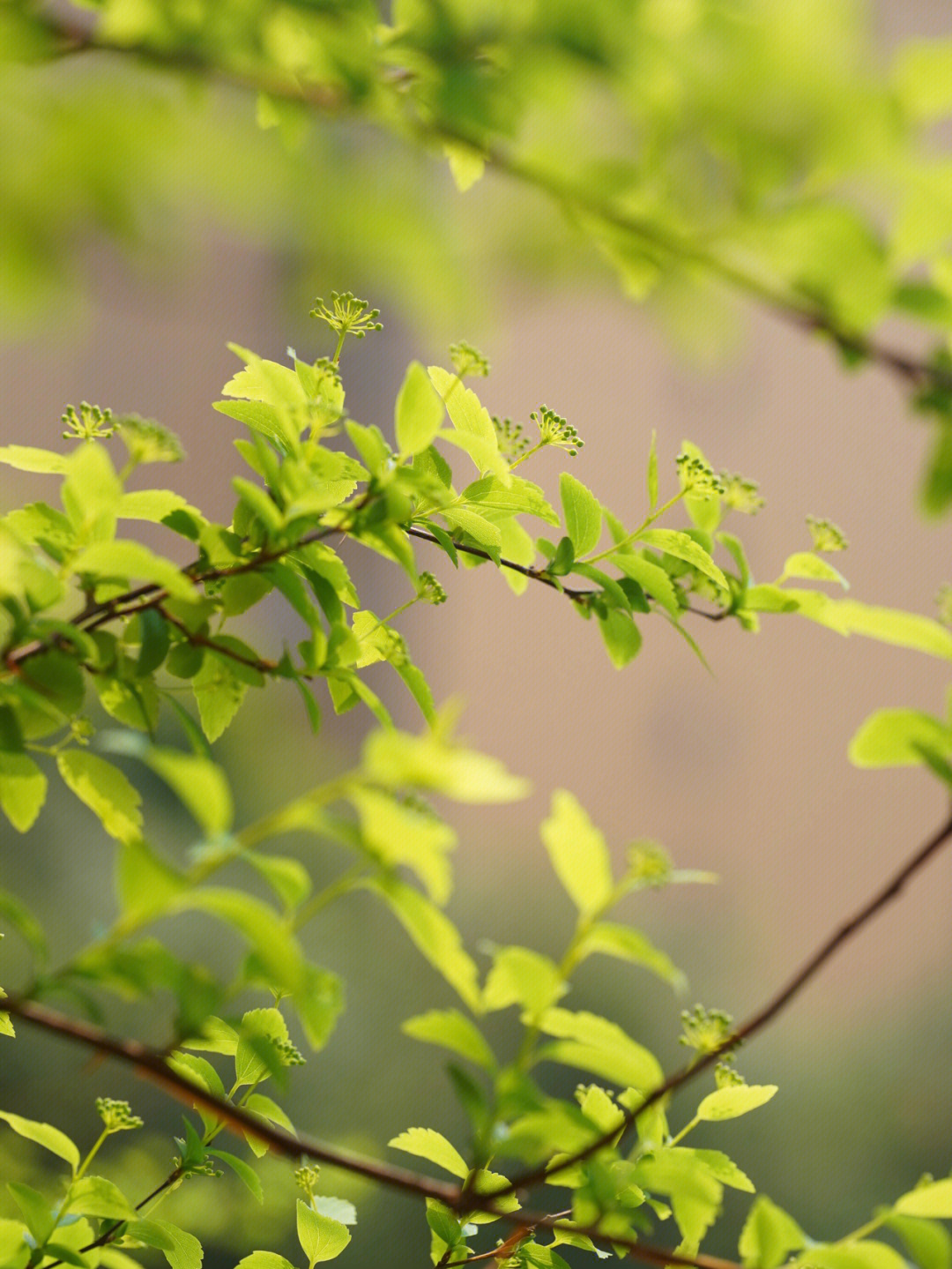 菱叶绣线菊不开花图片