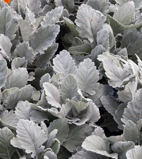银叶菊养殖图片