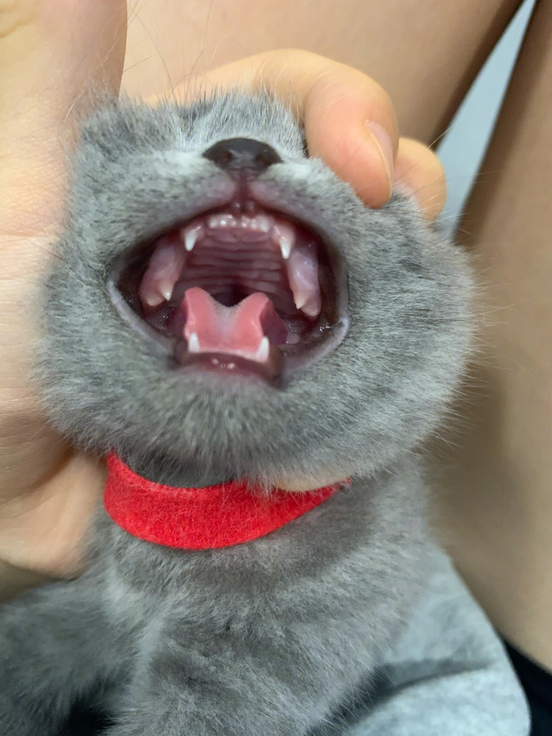 1个月的猫牙齿图 满月图片