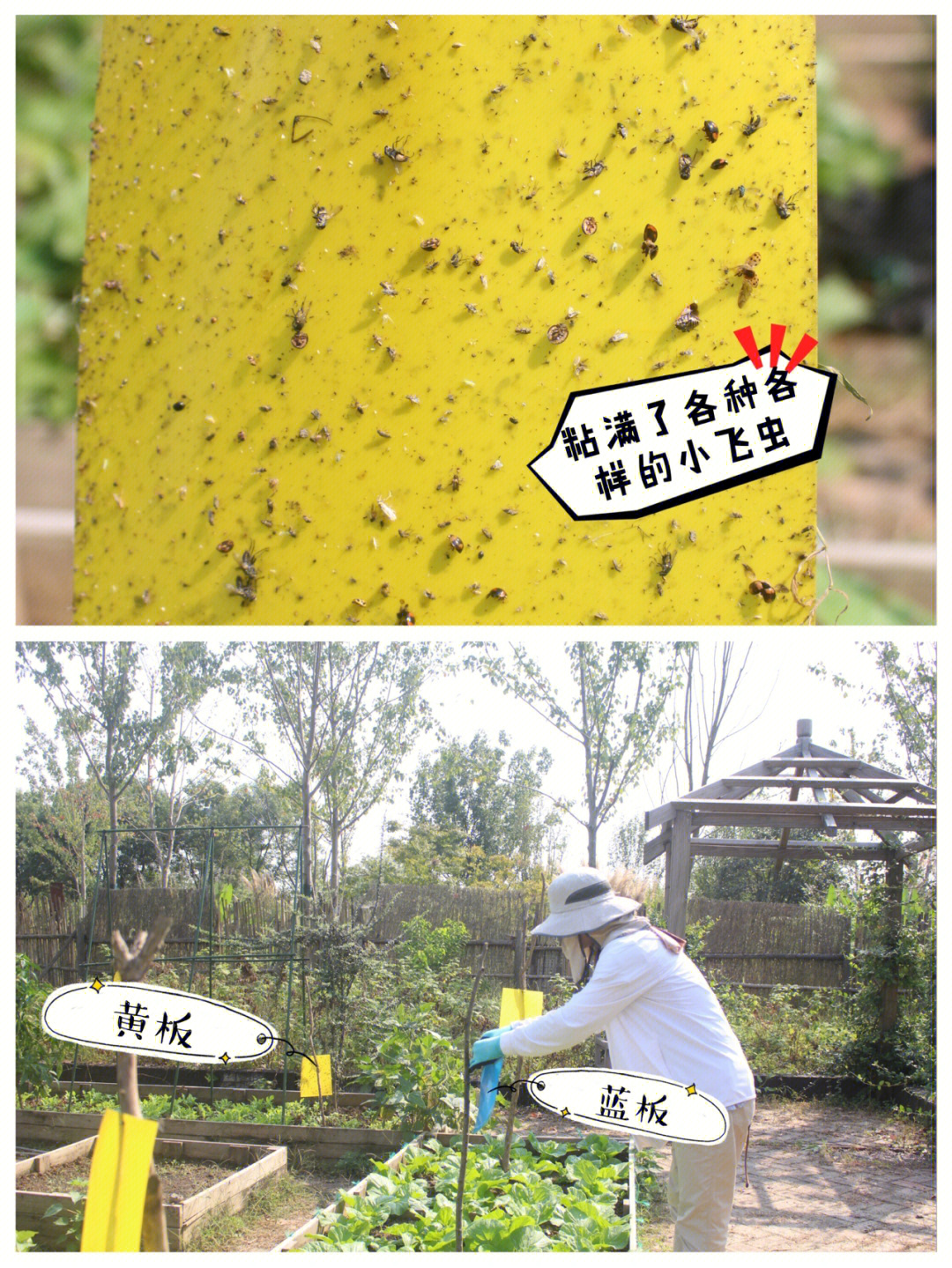 黄板和蓝板是有不同用处的:【黄色板】利用虫子的驱光性,可诱杀烟粉虱