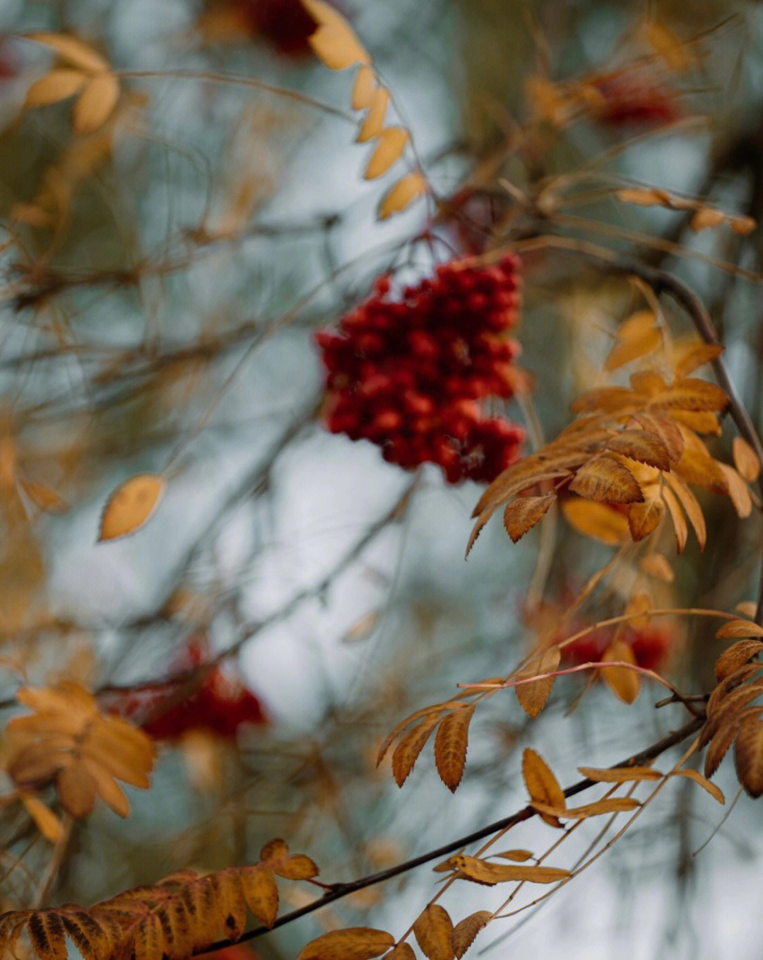 autumn读音图片