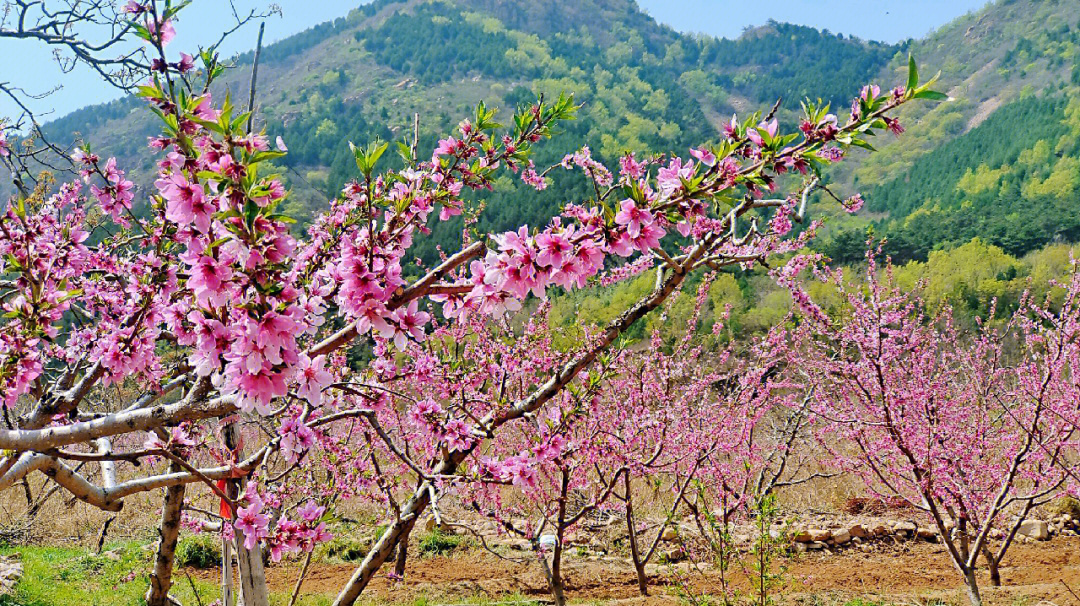 桃花灼灼