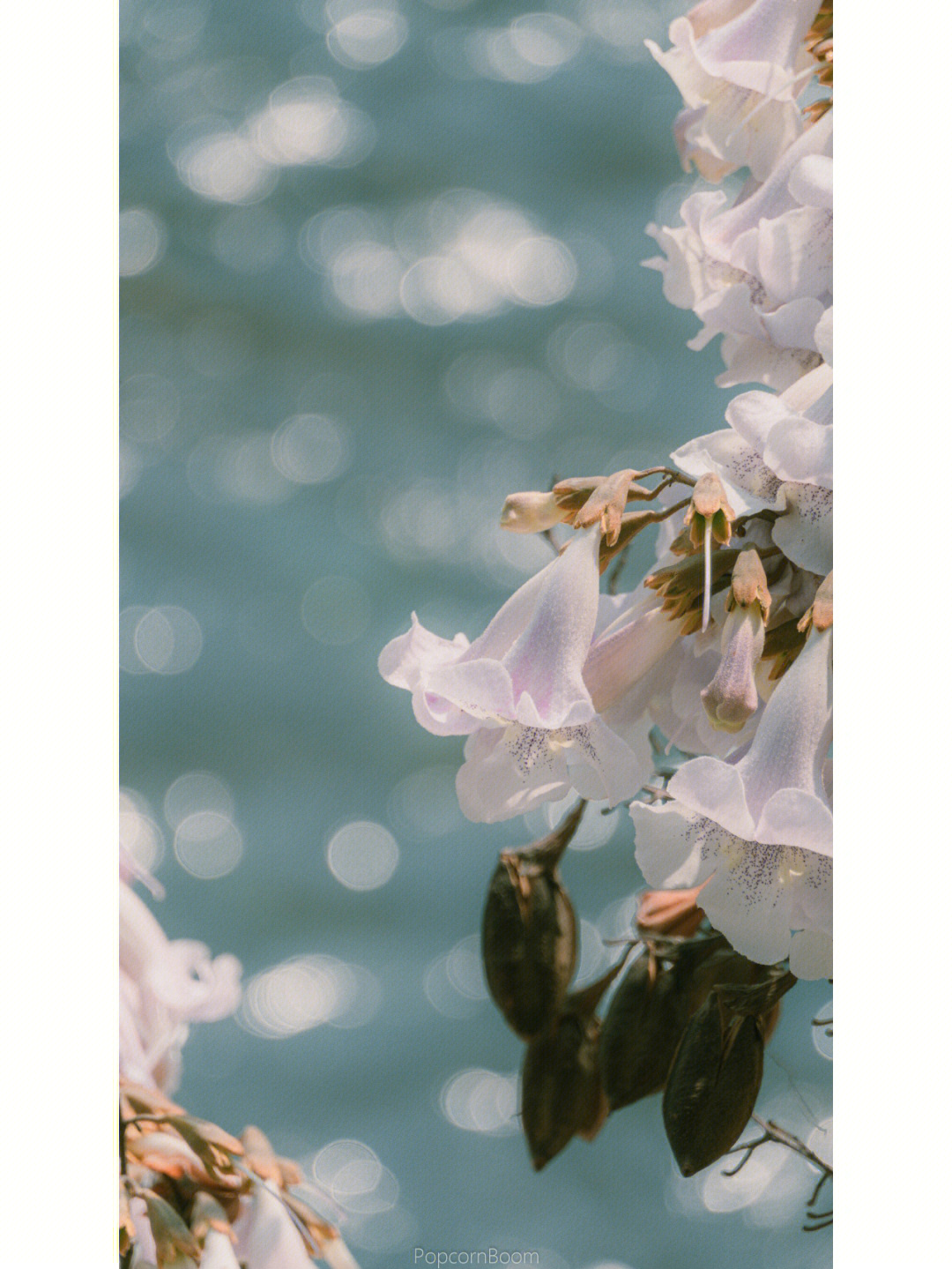 泡桐花花程式图片