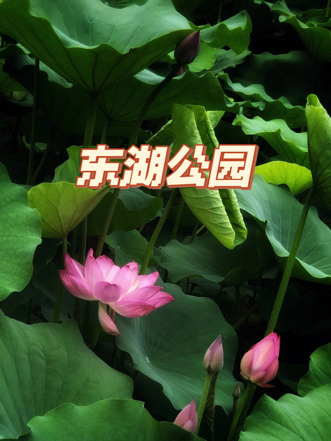 泰安东湖公园荷花池