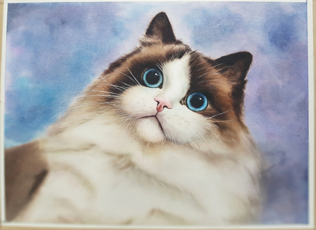 布偶猫咪绘画图片