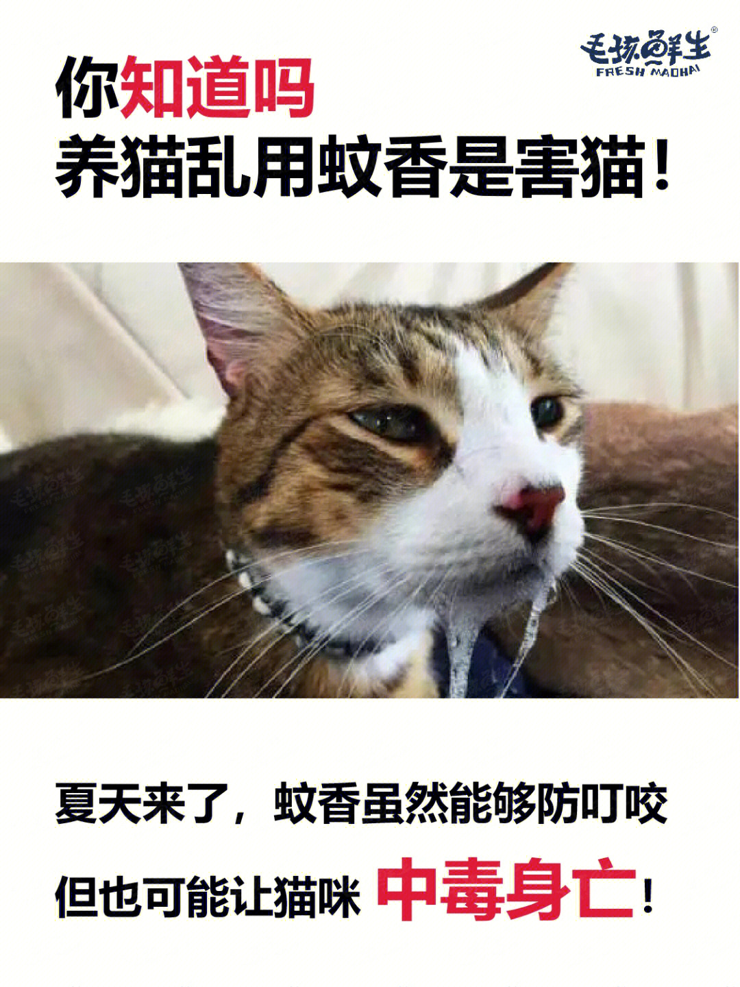 夏天乱用蚊香可能会害死你的猫60养猫避雷