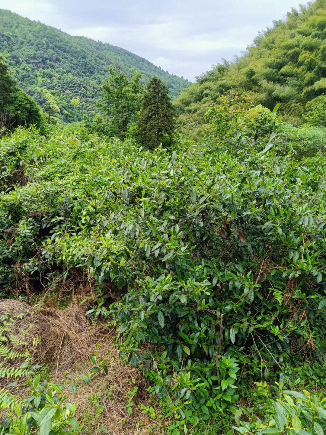 高山野茶图片图片