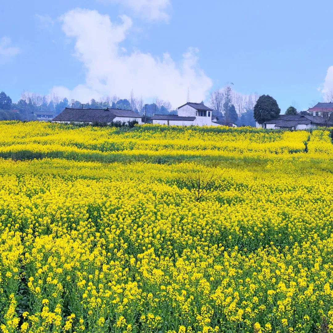 春天成都周边油菜花必打卡地