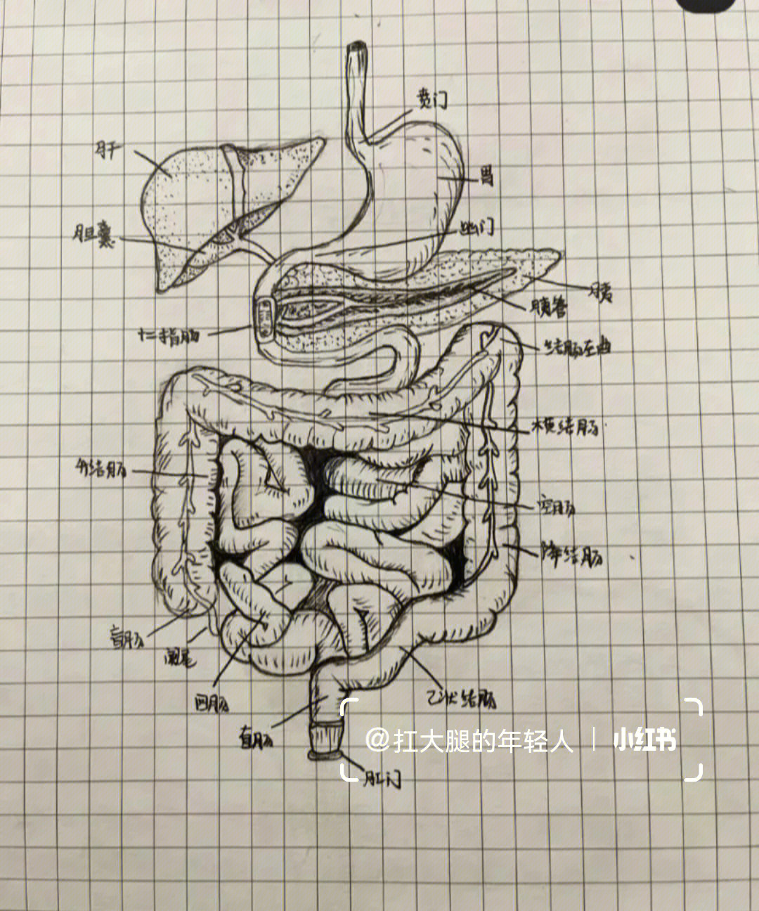 牛肠解剖图图片