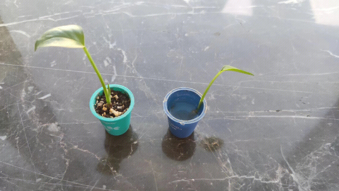 绿萝的生长过程记录图图片