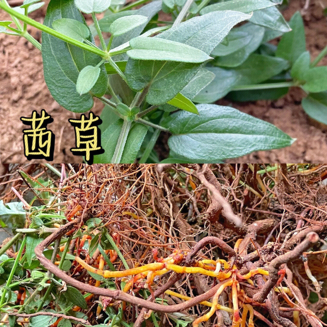 别名:拉拉秧,活血草根:状茎和其节上的须根均红色;茎多条,细长