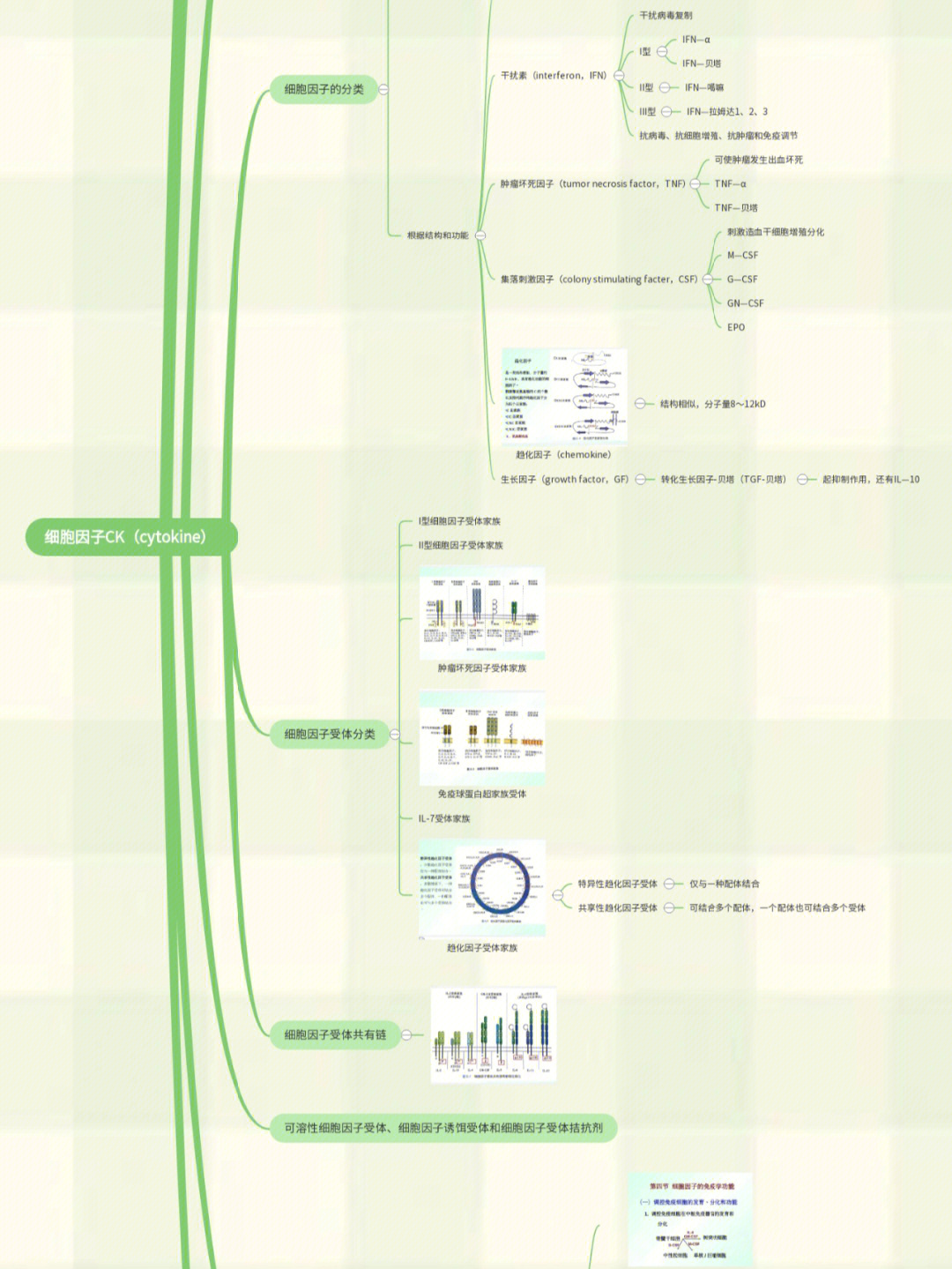 免疫第六章细胞因子思维导图