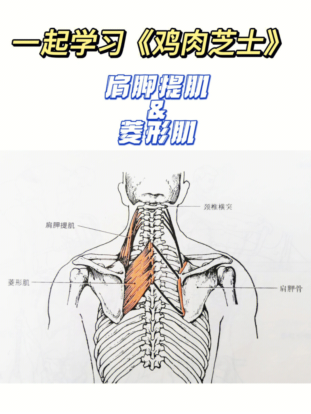 肩胛骨肌肉结构图图片