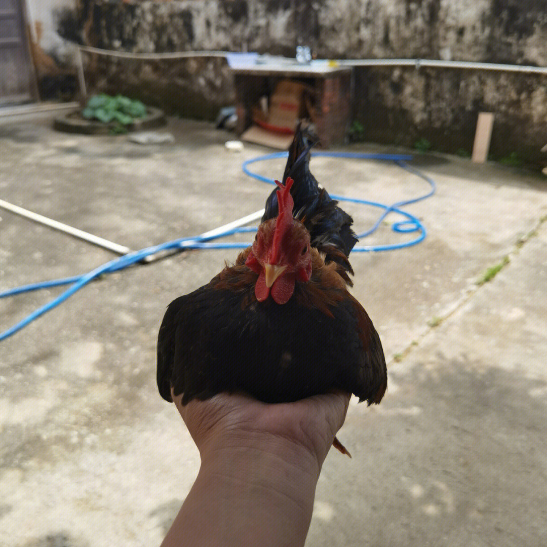 马来西亚塞拉玛鸡简介图片
