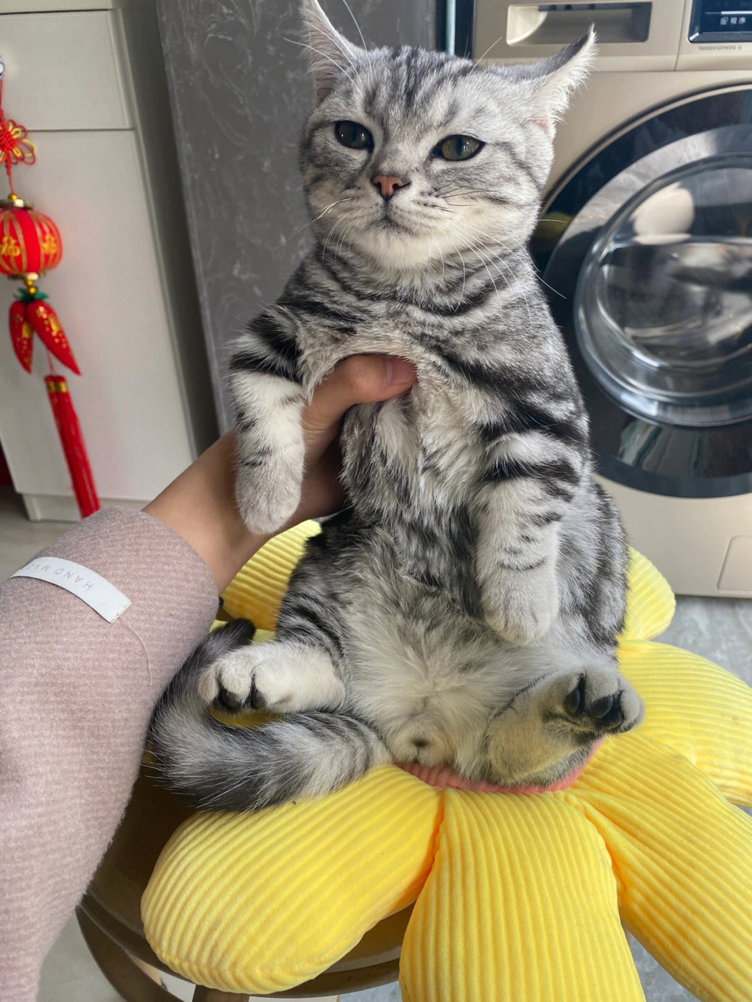 成年美短母猫体重图片