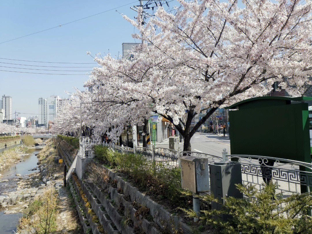 韩国首尔城北川樱花