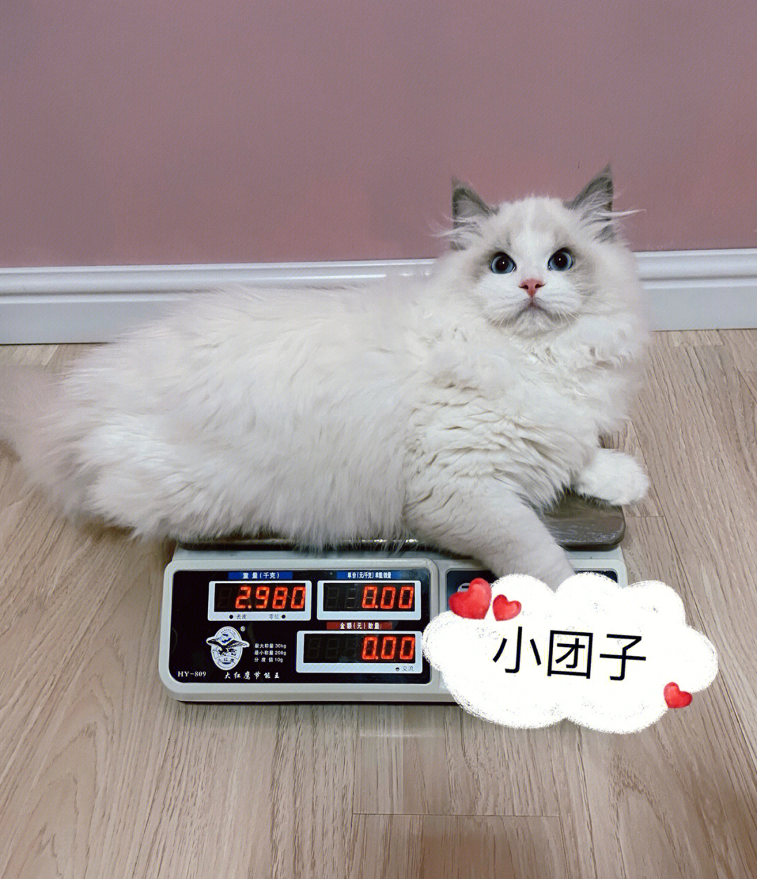 布偶猫幼猫体重对照表图片