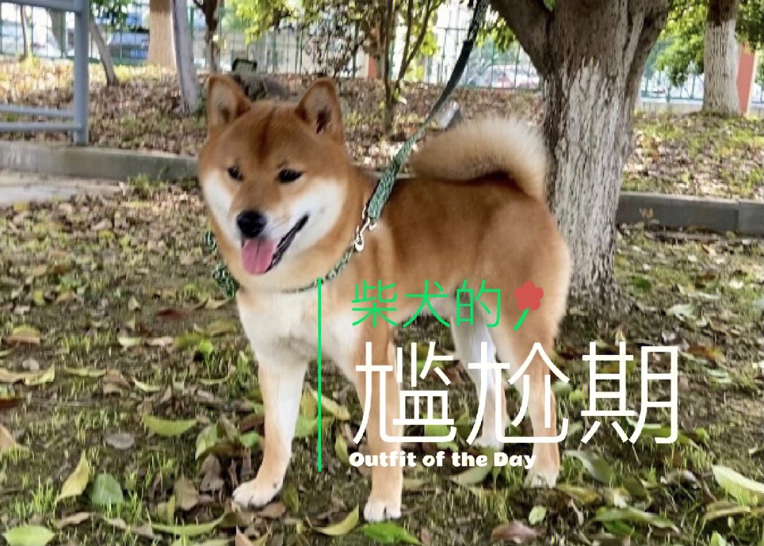 柴犬的尴尬期