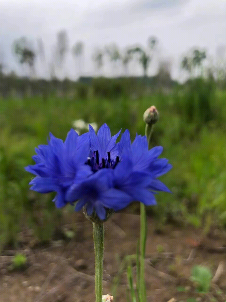 东北路边的那些野花—矢车菊