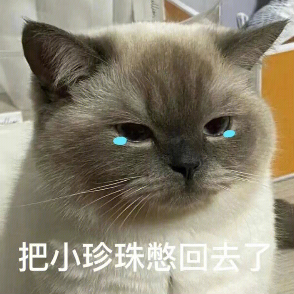 小猫咪的表情包