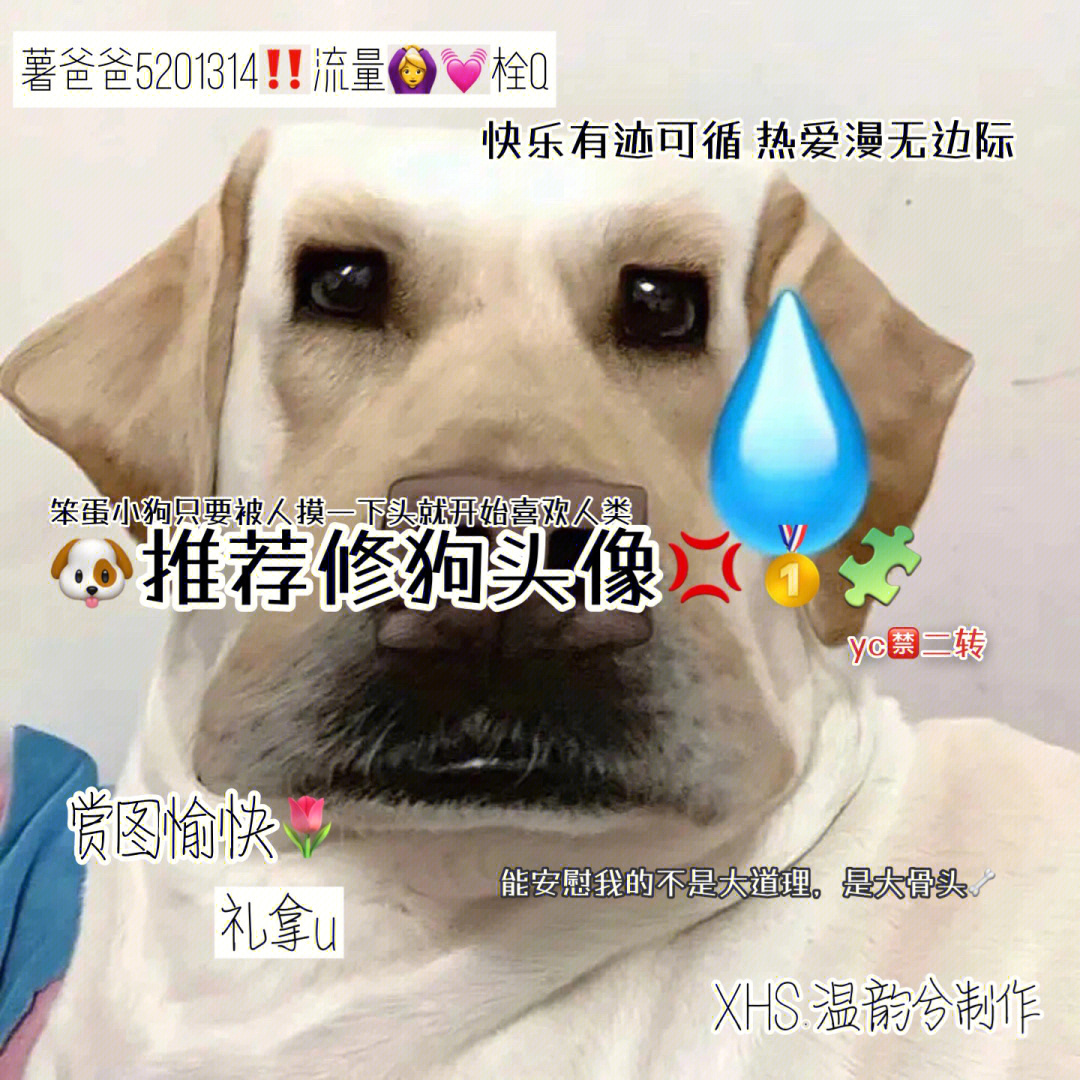 修勾和鲨鱼头像图片