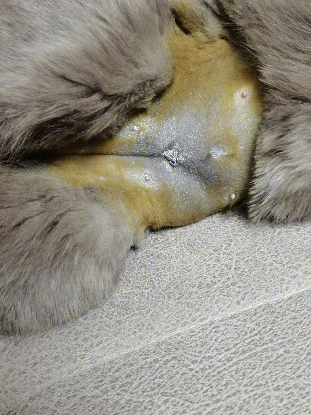 公猫绝育切口位置图片