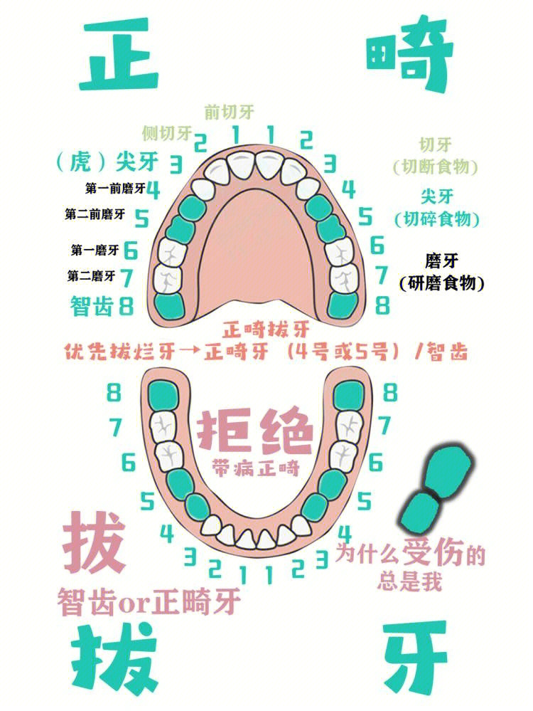 拔智齿难易程度排序图片