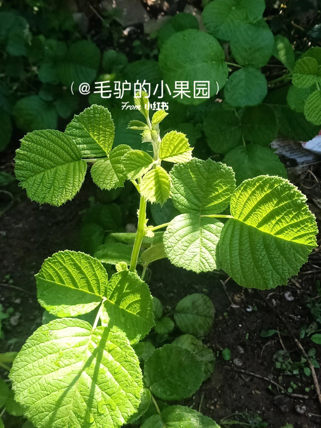 红刺藤收购老板图片