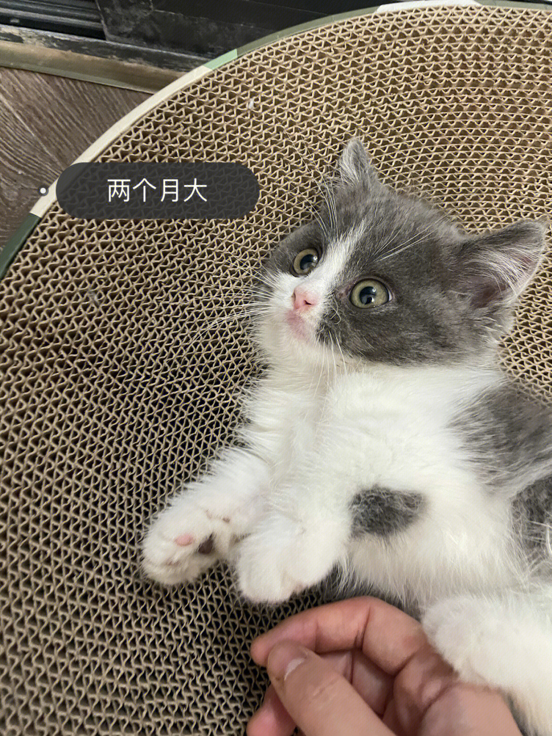 小猫四个月有多大图片图片