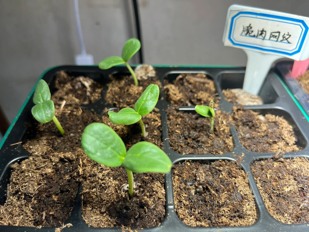 西瓜#网纹瓜种植 西瓜和网纹瓜整齐发芽97 实验证明种子浸够活