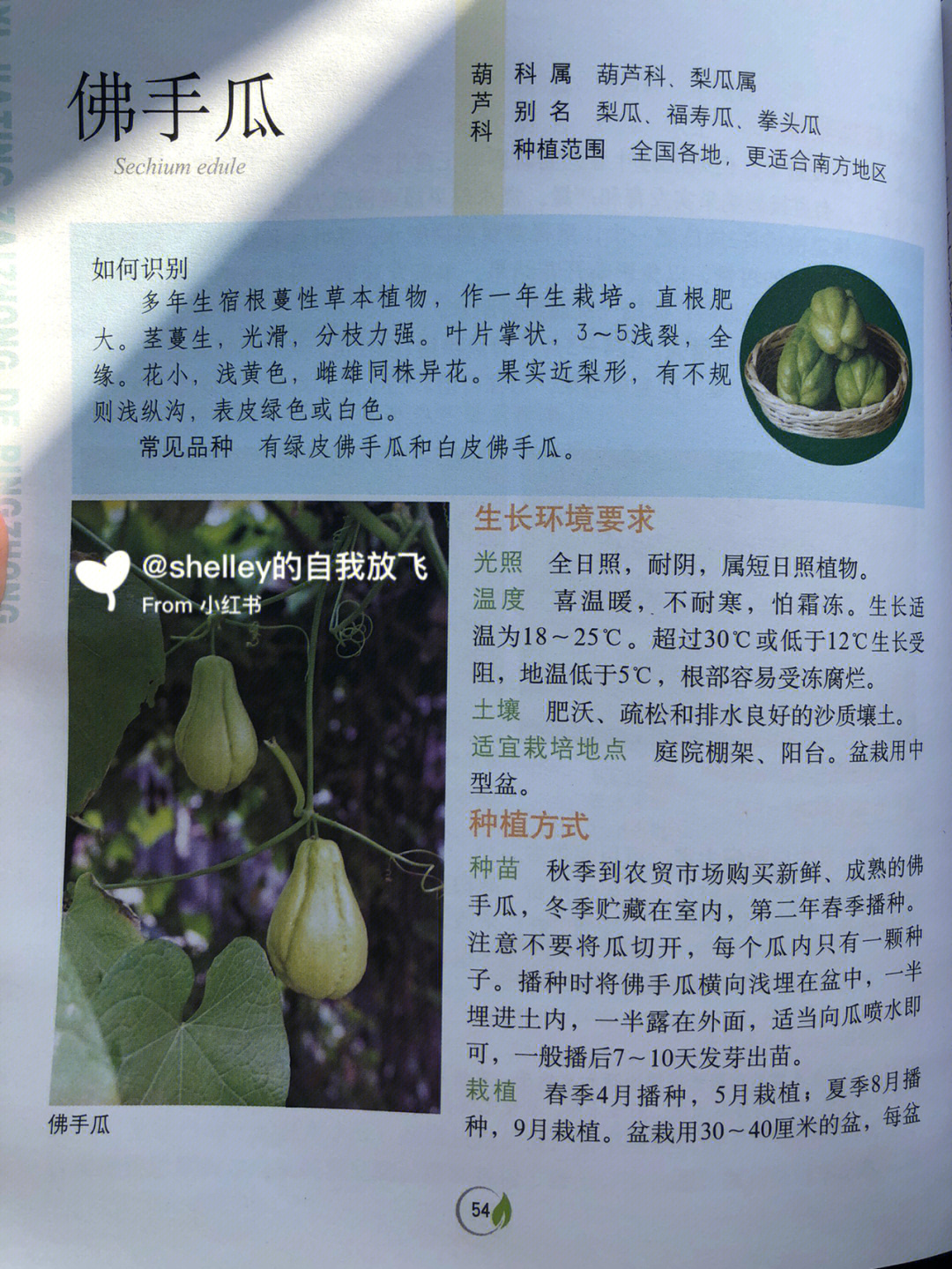 佛手瓜花盆种植方法图片