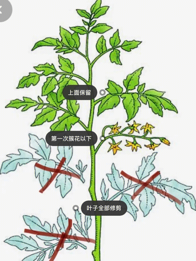 97 【无限生长类番茄】当植株长到一定高度,已着生所需果穗数,一般