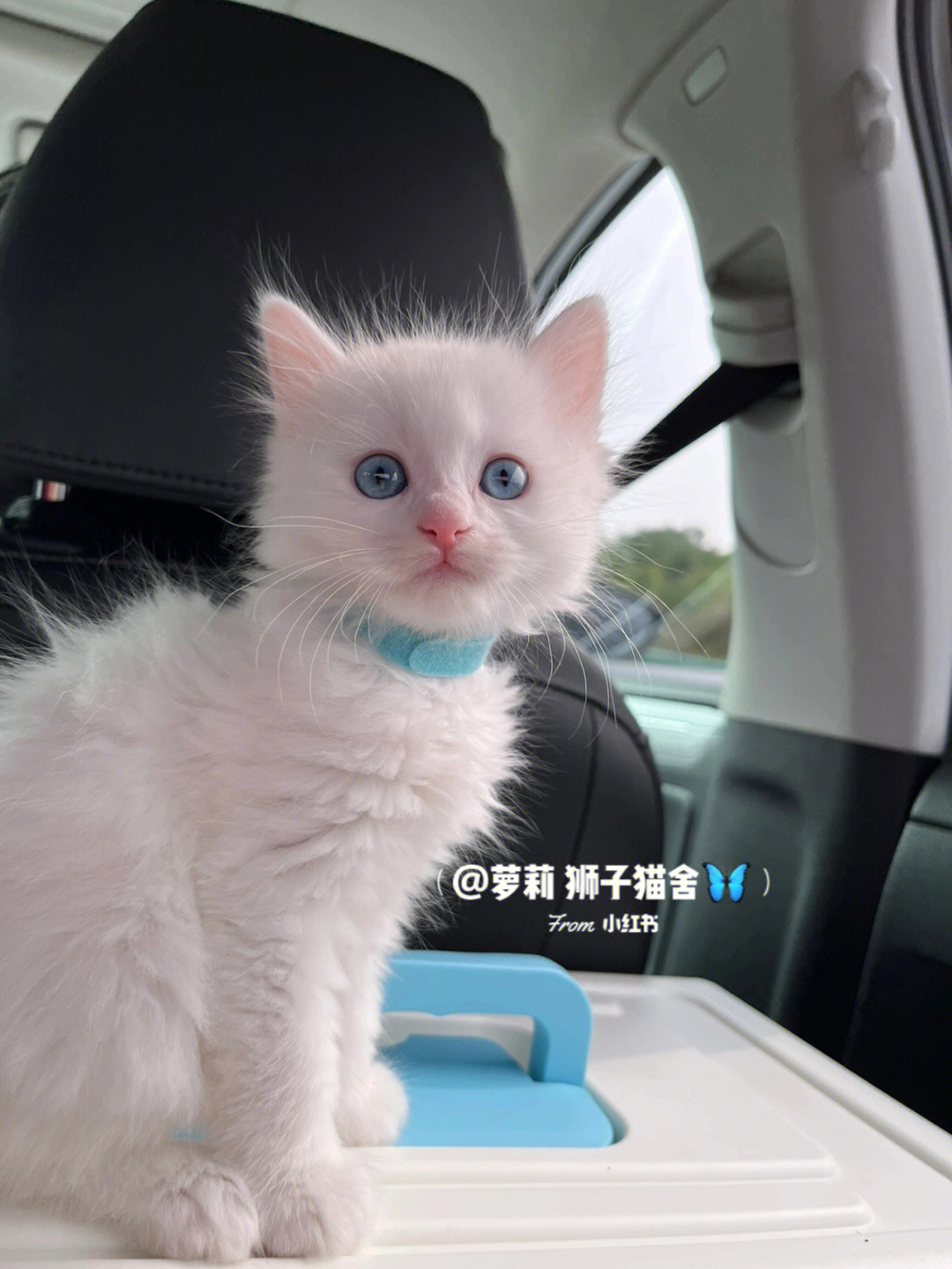 狮子猫吉他谱图片