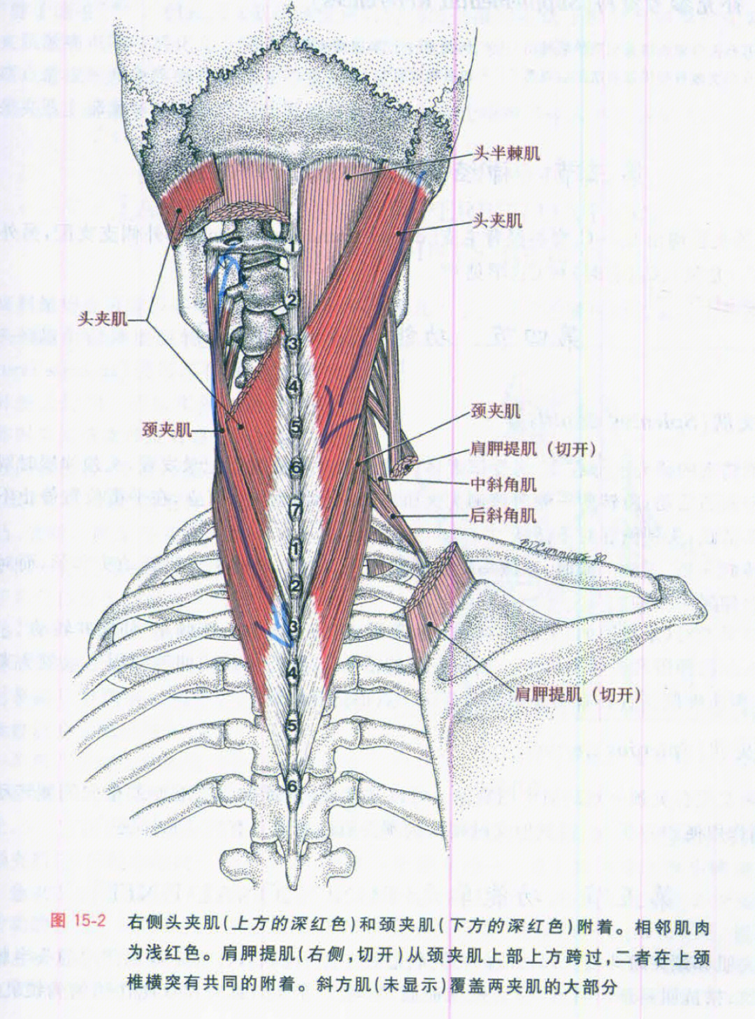 22头夹肌和颈夹肌基础解剖