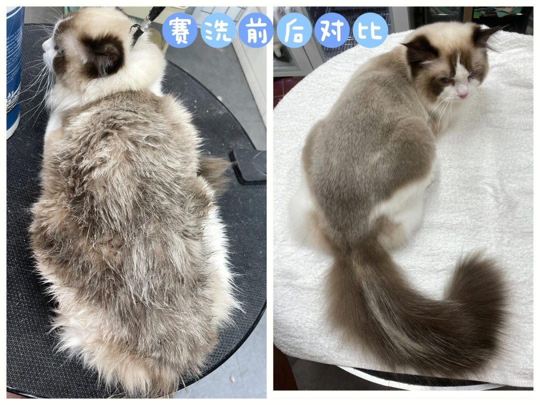 猫咪胎毛和正常毛对比图片