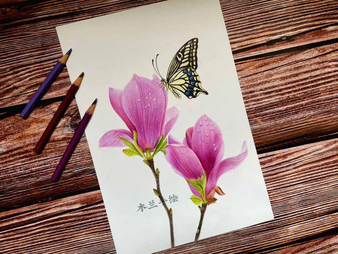 彩铅蝴蝶和花图片