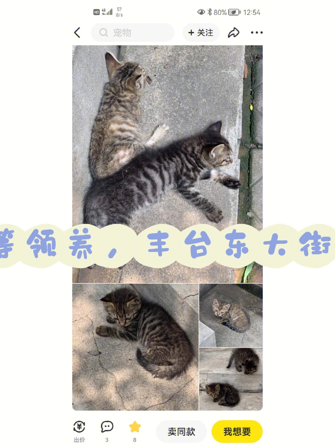 北京流浪猫收养中心图片