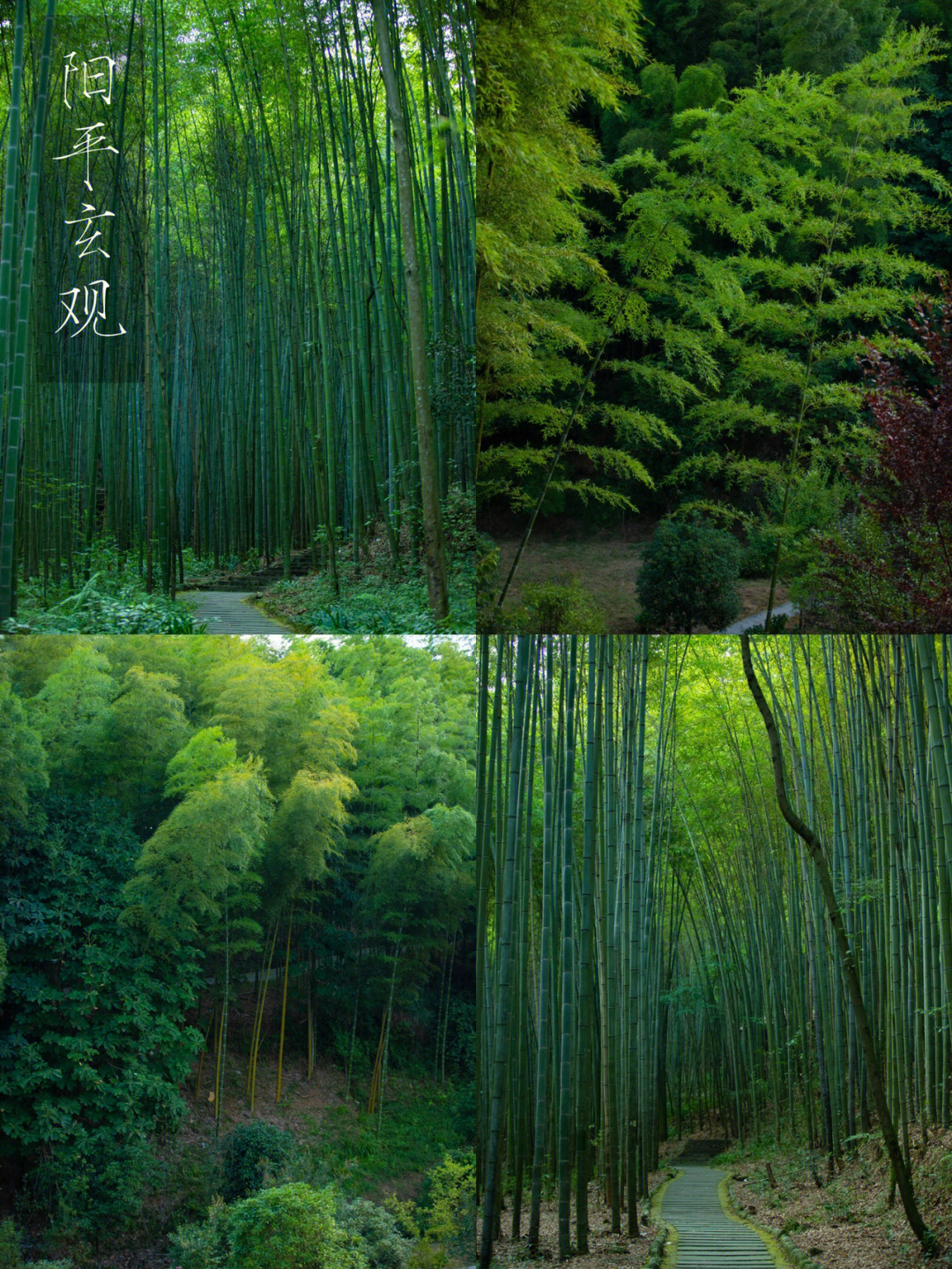 晚一些去刚好遇到夕阳,日暮竹林也是别样风景○ 地址:成都彭州彭白路