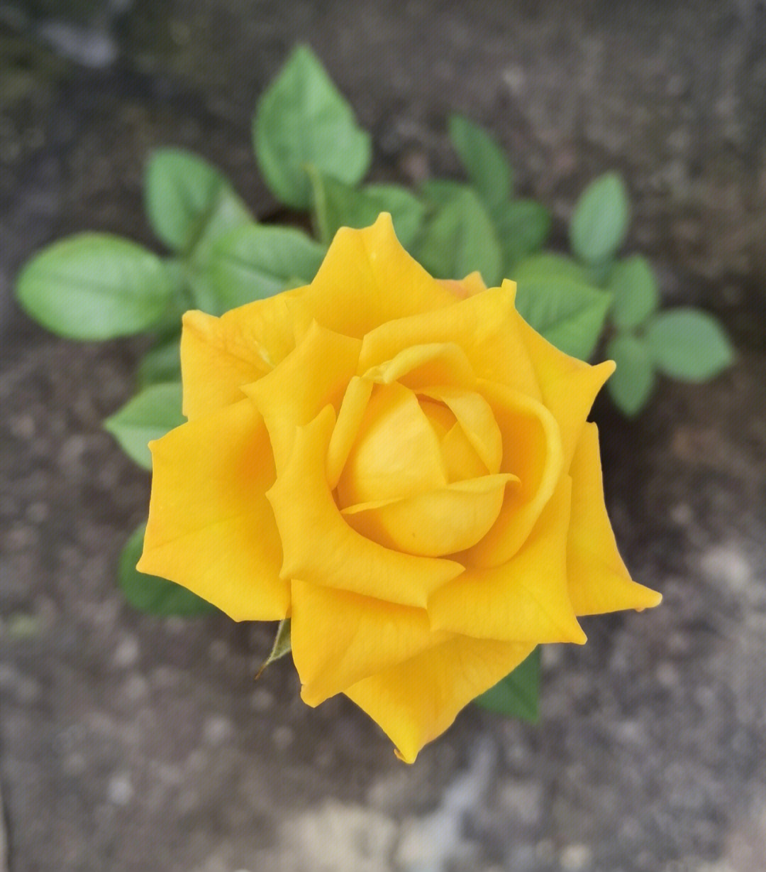 黄玫瑰品种大全图解图片