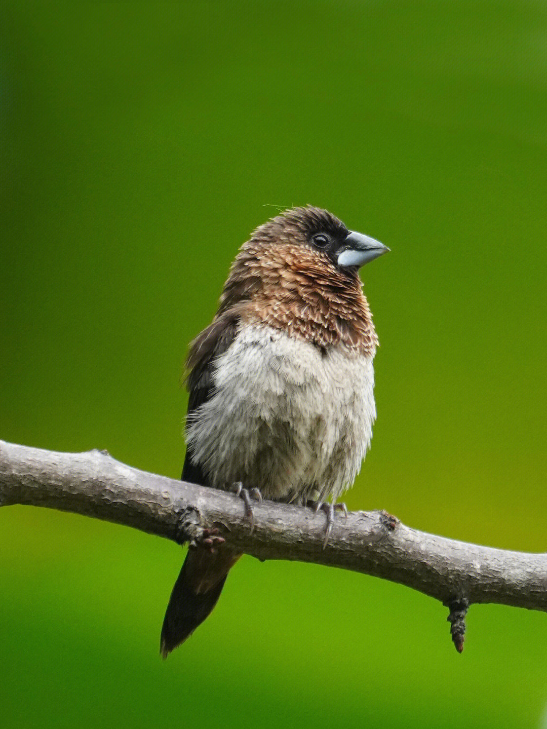 munia,学名:lonchura striata,是雀形目梅花雀科文鸟属的鸟类