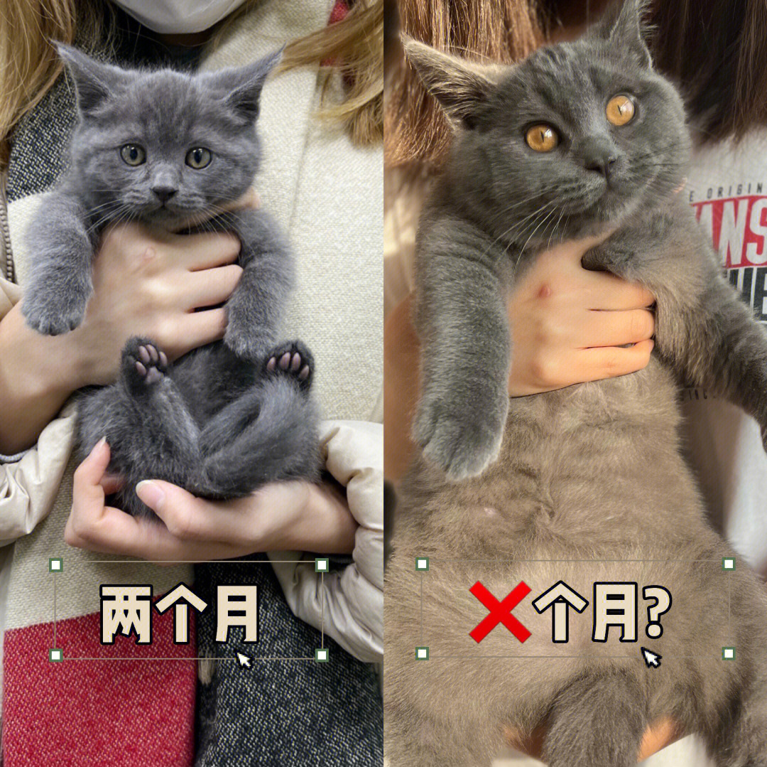 蓝猫怎么分公母图解图片