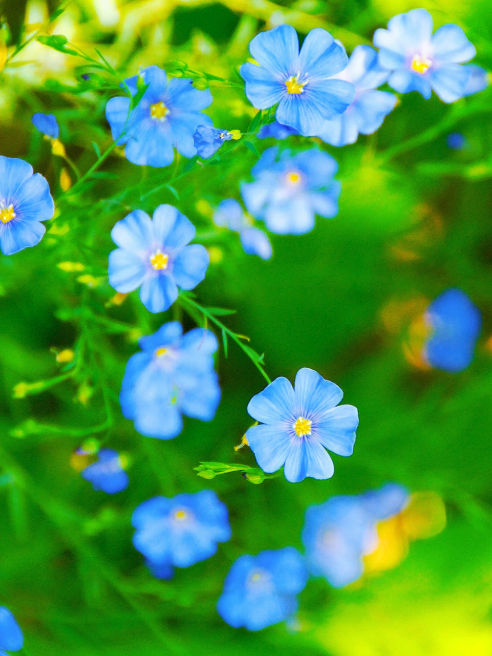 蓝亚麻花的花语图片