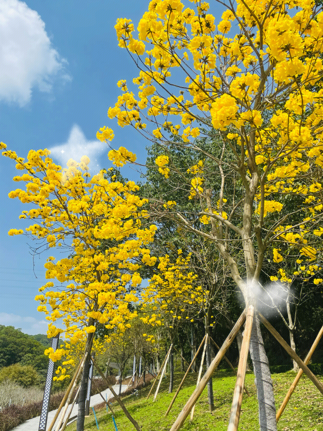 黄花风铃木