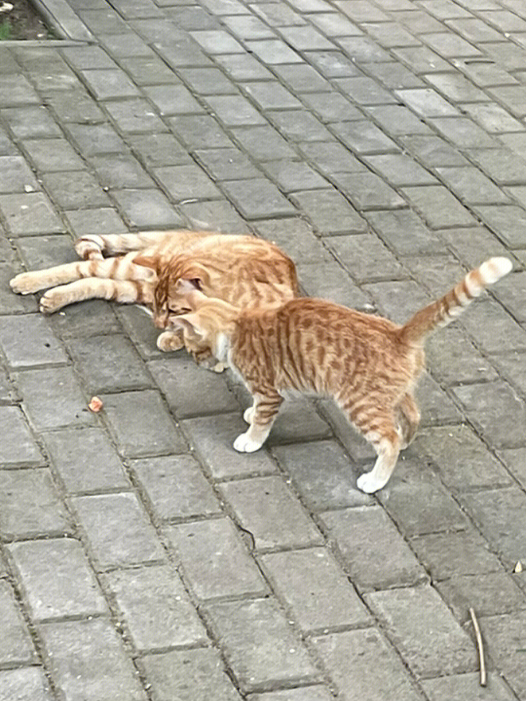 橘猫花纹解析图片