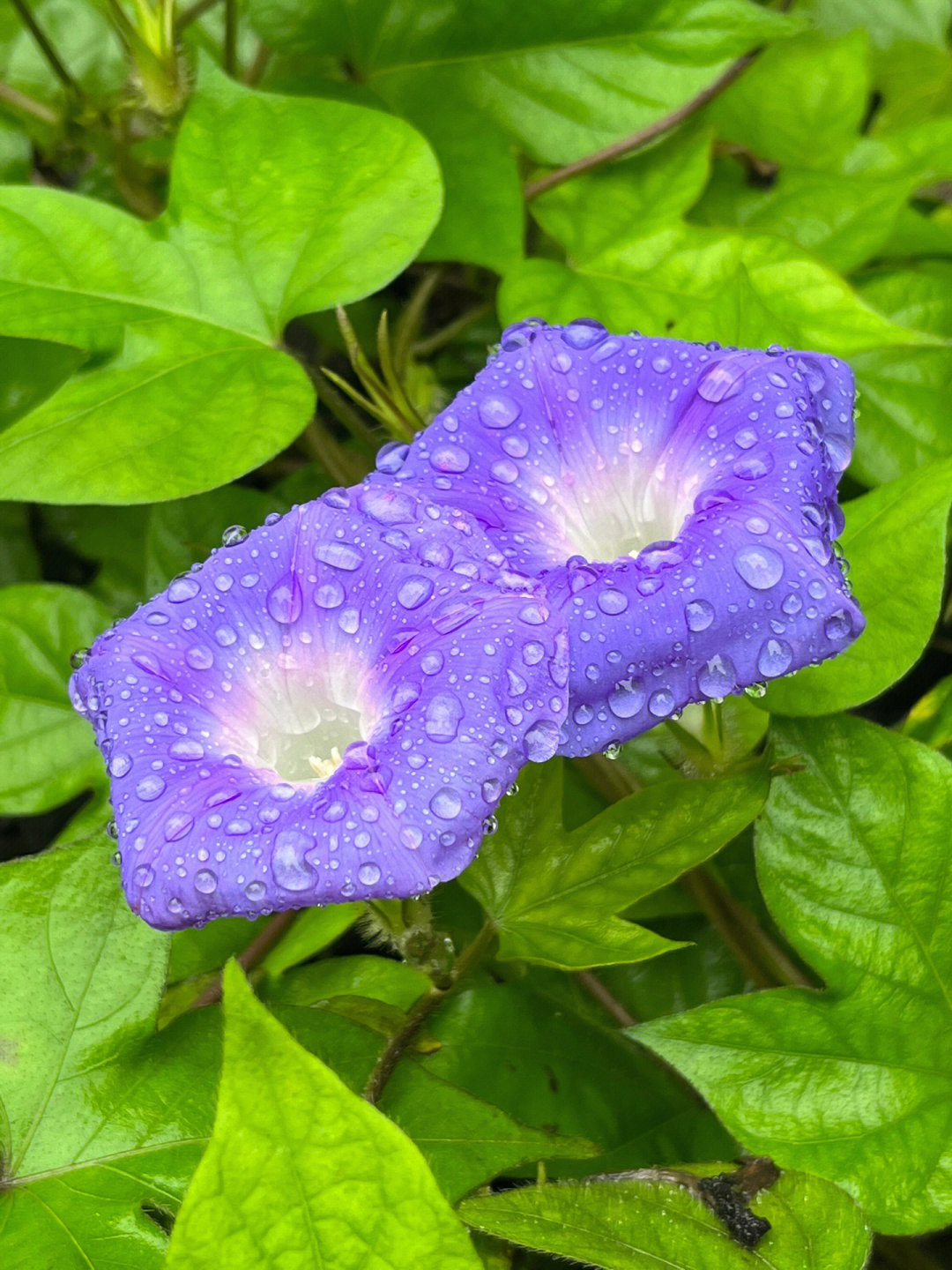 雨后大自然