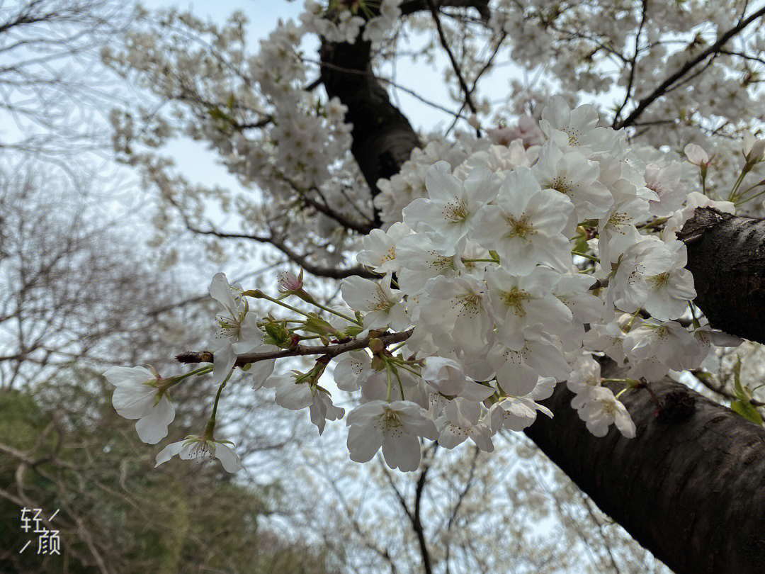 鸡鸣寺樱花